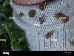 Attēlu rezultāti vaicājumam “Cynoglossum officinale fruit”