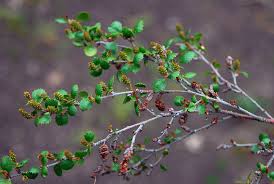Attēlu rezultāti vaicājumam “Betula nana leaf”