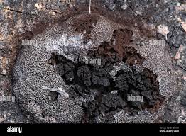 Attēlu rezultāti vaicājumam “Amaurochaete atra”