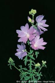 Image result for Malva alcea