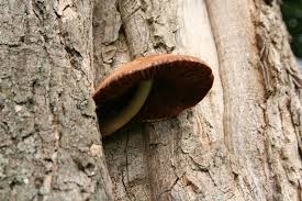 Attēlu rezultāti vaicājumam “Volvariella bombycina”