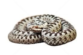 Attēlu rezultāti vaicājumam “Vipera berus adult”