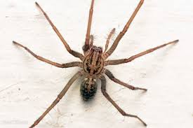 Attēlu rezultāti vaicājumam “Tegenaria sp.”