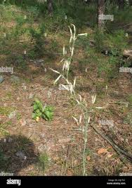 Attēlu rezultāti vaicājumam “Silene chlorantha”