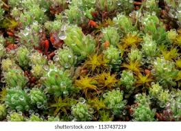 Attēlu rezultāti vaicājumam “Sphagnum fallax sporophyte”
