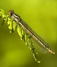 SJ6691 : Female large red damselfly at Risley Moss NR - via Daymix