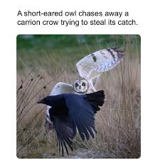 Attēlu rezultāti vaicājumam “Asio flammeus adult”