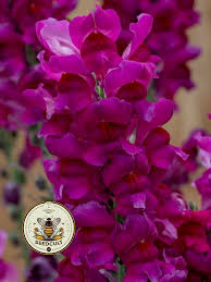 Image result for Alcea rosea `Appleblossom`