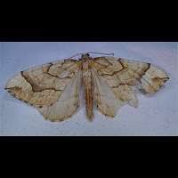 Attēlu rezultāti vaicājumam “Eulithis mellinata”