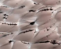 Image result for mars trees