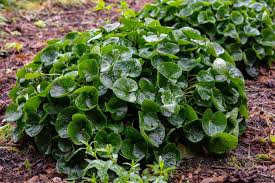 Attēlu rezultāti vaicājumam “Asarum europaeum leaf”