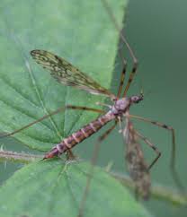 Attēlu rezultāti vaicājumam “Epiphragma ocellare”