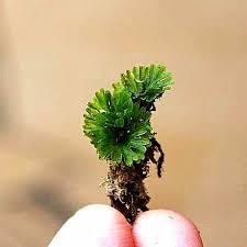 Attēlu rezultāti vaicājumam “Campylium protensum sporophyte”