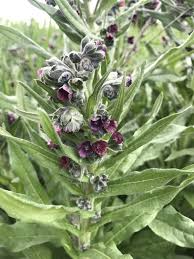 Attēlu rezultāti vaicājumam “Cynoglossum officinale leaf”