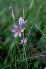Attēlu rezultāti vaicājumam “Sisyrinchium montanum fruit”