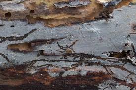 Attēlu rezultāti vaicājumam “Basidiodendron”