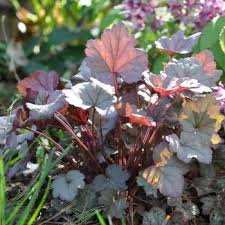 Image result for HEUCHERA americana 'Palace Purple Auslese'