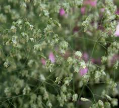 Attēlu rezultāti vaicājumam “Briza media fruit”