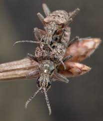 Attēlu rezultāti vaicājumam “Rhagium inquisitor”