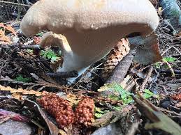 Attēlu rezultāti vaicājumam “Hydnum repandum”