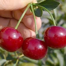 Attēlu rezultāti vaicājumam “Cerasus fruit”