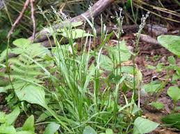 Attēlu rezultāti vaicājumam “Glyceria lithuanica”