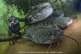 Image result for Silurus glanis