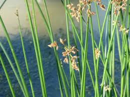 Attēlu rezultāti vaicājumam “Schoenoplectus lacustris subsp. glaucus bud”