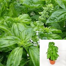 Attēlu rezultāti vaicājumam “Ocimum basilicum leaf”