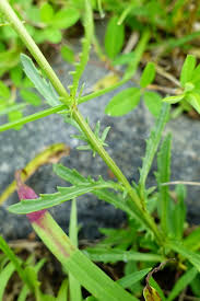 Attēlu rezultāti vaicājumam “Leucanthemum vulgare leaf”