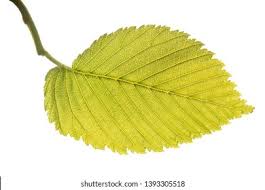 Attēlu rezultāti vaicājumam “Ulmus laevis leaf”