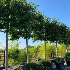 Attēlu rezultāti vaicājumam “Tilia x moltkei”