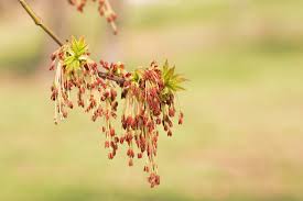 Attēlu rezultāti vaicājumam “Acer negundo female flower”