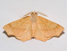 Attēlu rezultāti vaicājumam “Ennomos alniaria”