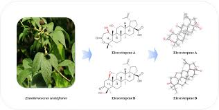 Attēlu rezultāti vaicājumam “Eleutherococcus sessiliflorus”