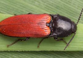 Attēlu rezultāti vaicājumam “Ampedus sp.”