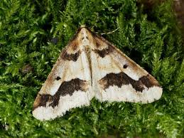 Attēlu rezultāti vaicājumam “Erannis defoliaria”