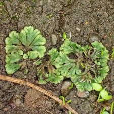 Attēlu rezultāti vaicājumam “Riccia sorocarpa”