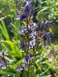 Attēlu rezultāti vaicājumam “Swertia perennis flower”