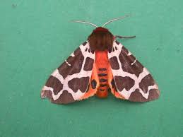 Attēlu rezultāti vaicājumam “Arctia caja imago”