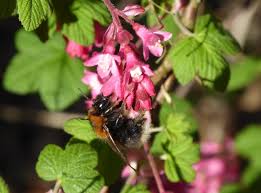 Attēlu rezultāti vaicājumam “Ribes nigrum flower”