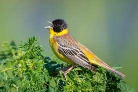 Image result for Emberiza melanocephala