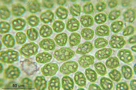 Attēlu rezultāti vaicājumam “Odontoschisma denudatum”