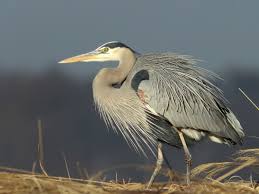Image result for heron