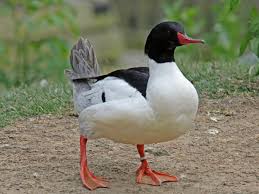 Attēlu rezultāti vaicājumam “Mergus merganser male”