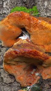 Attēlu rezultāti vaicājumam “Phellinus robustus”