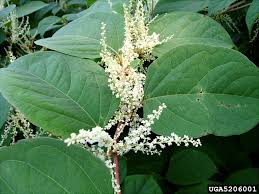 Attēlu rezultāti vaicājumam “Reynoutria japonica flower”