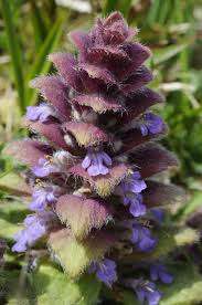 Attēlu rezultāti vaicājumam “Ajuga pyramidalis”