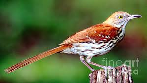 Image result for Toxostoma rufum