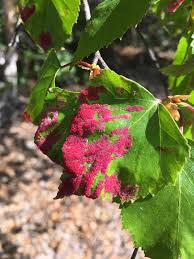 Attēlu rezultāti vaicājumam “Acalitus longisetosus”